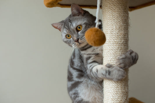 🐾 Arbre à chat mural, au sol ou sol-plafond : lequel choisir ?